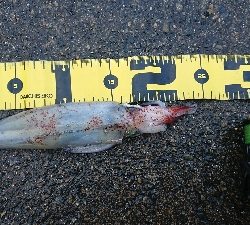 ヤリじゃなくケンサキ！