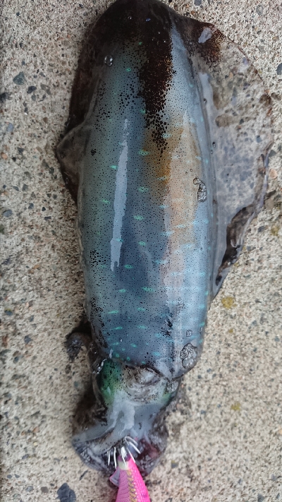 新年デイエギング