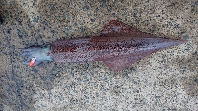 今シーズン初ヤリイカ