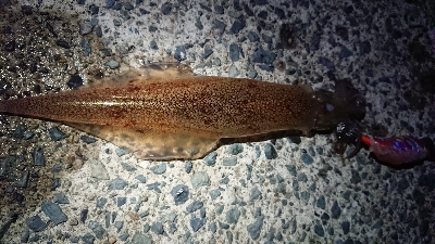 ヤリイカエギング