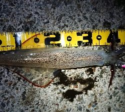 朝マズメ、ヤリイカ狙い