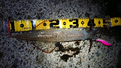 朝マズメ、ヤリイカ狙い