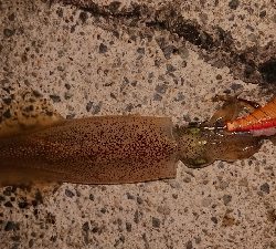 朝マズメ、ヤリイカ狙い