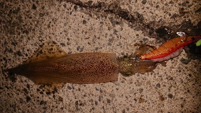 朝マズメ、ヤリイカ狙い