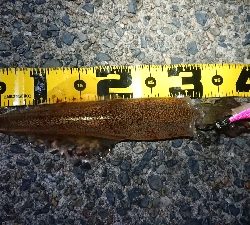 ヤリイカエギング