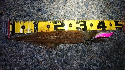 ヤリイカエギング