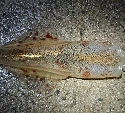 仕事終わりヤリイカ狙い