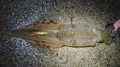 仕事終わりヤリイカ狙い