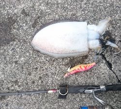 やっと今年一杯目