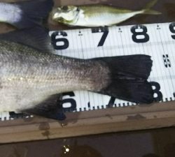 ランカー出ました！