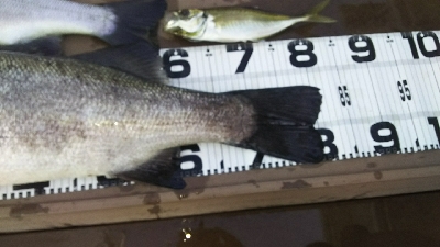 ランカー出ました！