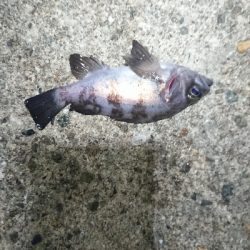 活性が悪いのか!