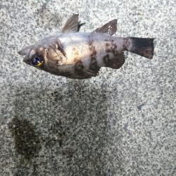 短時間のジアイ