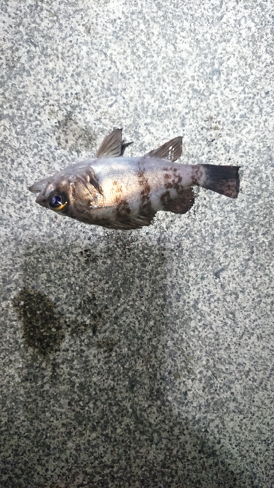 短時間のジアイ