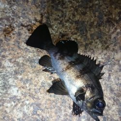 フロートゲーム