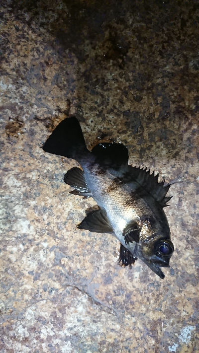 フロートゲーム