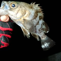 フロートゲーム