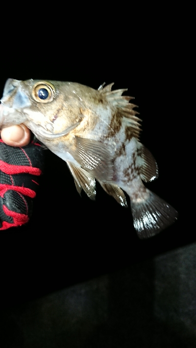 フロートゲーム