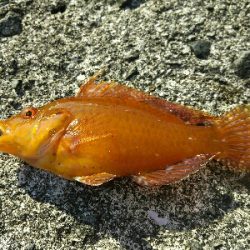 宇佐の中堤防で釣り初め