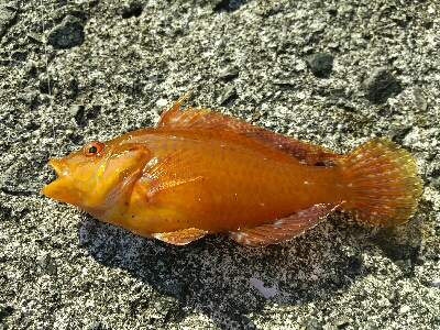 宇佐の中堤防で釣り初め