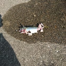 2杯目の鰌狙いでアオリ不発…温泉堪能(笑)