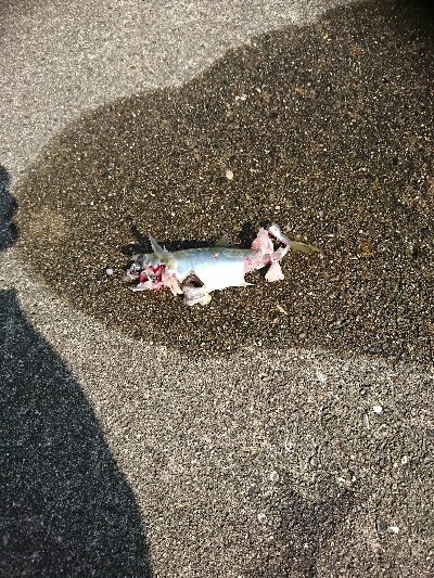 2杯目の鰌狙いでアオリ不発…温泉堪能(笑)