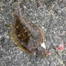 あまりエサ片手にカレイGET!