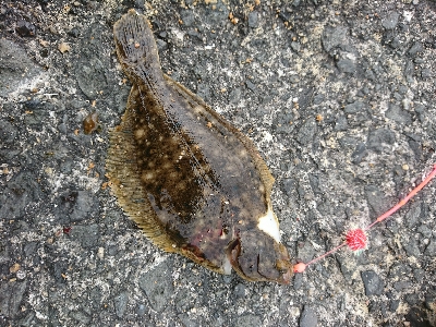 あまりエサ片手にカレイGET！