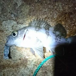 メバリング 今年初