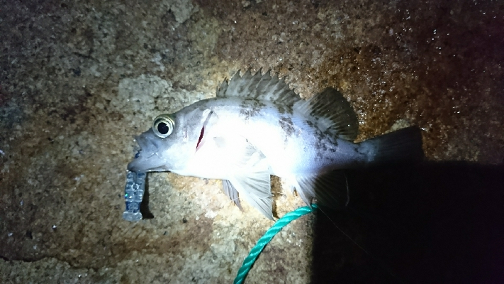 メバリング 今年初