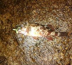 干潮、シャローはガシラばかり…