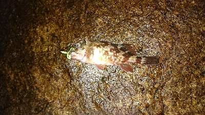 干潮、シャローはガシラばかり…