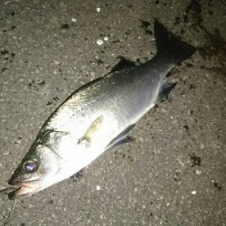 大晦日の釣り納めは、サラシのヒラスズキ