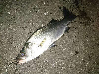 大晦日の釣り納めは、サラシのヒラスズキ