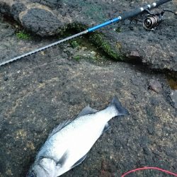 今年初、爆風サラシのヒラスズキ釣り