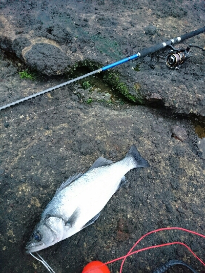 今年初、爆風サラシのヒラスズキ釣り