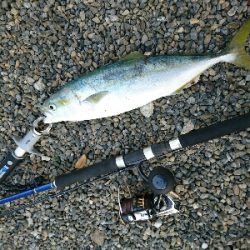 今年初の青物ようやくゲット❗❗