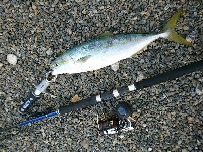 今年初の青物ようやくゲット❗❗