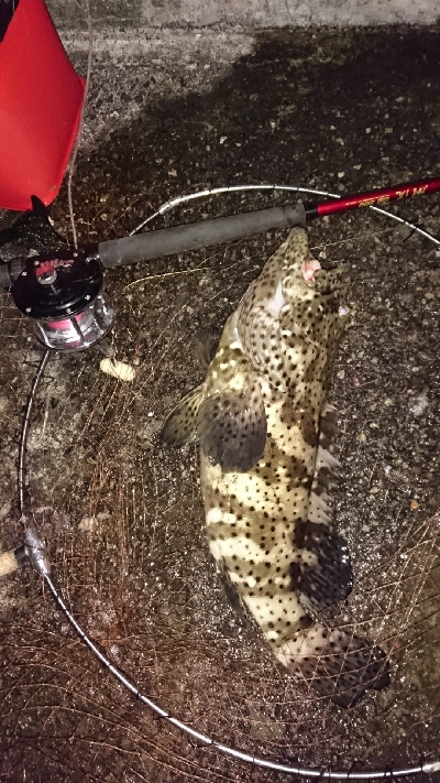 2020年クエ釣り(港)