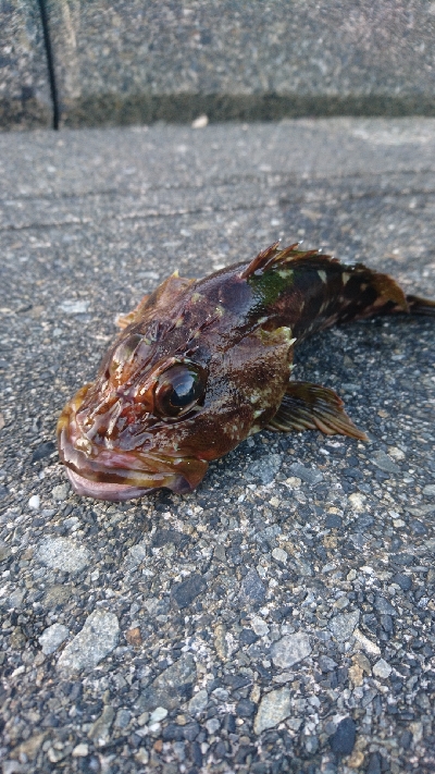 今年も宜しくお願い致します。