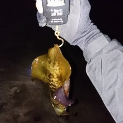 今年初キロアップ