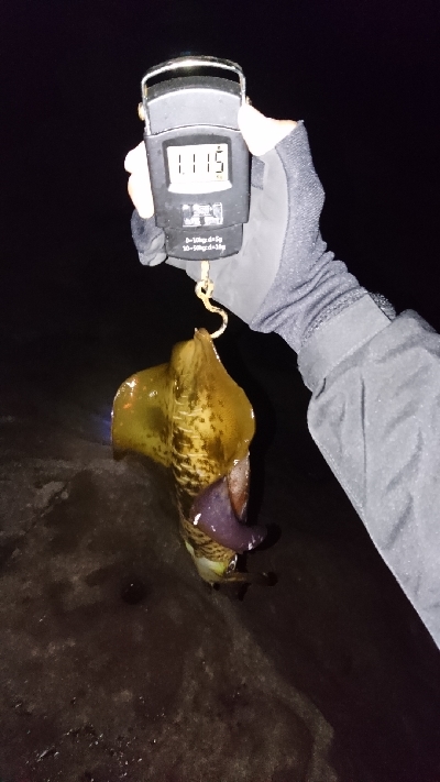 今年初キロアップ