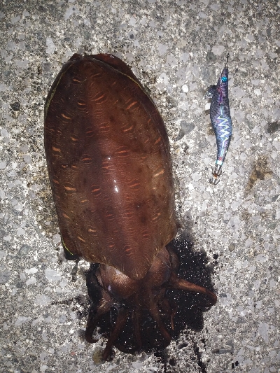 2020年度初シャクリ