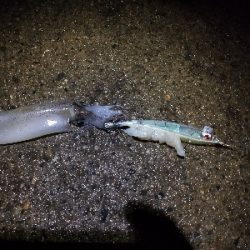 今季初ヤリイカ釣行