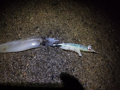 今季初ヤリイカ釣行