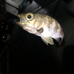 メバリング（ガシリング⁈）