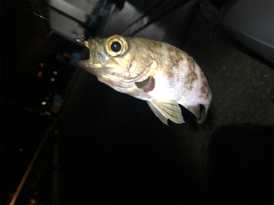 メバリング（ガシリング⁈）