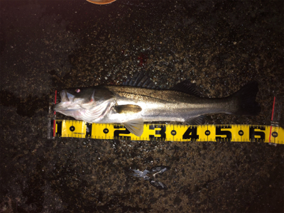 釣り納めライトゲーム