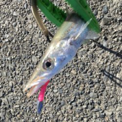 新魚種第三弾 そして釣り納め