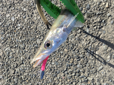 新魚種第三弾 そして釣り納め